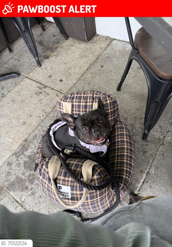 Lost Female Dog last seen Near Onaknoll Ave Los Angeles CA, View Park-Windsor Hills, CA 90043