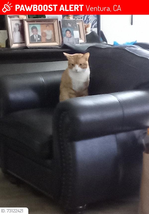 Lost Male Cat last seen Hill street Ventura California, Ventura, CA 93003