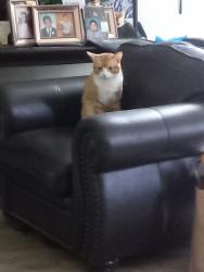 Lost Male Cat last seen Hill street Ventura California, Ventura, CA 93003