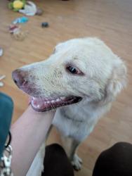 Found/Stray Female Dog last seen University and Cameron st, Lafayette, LA 70500