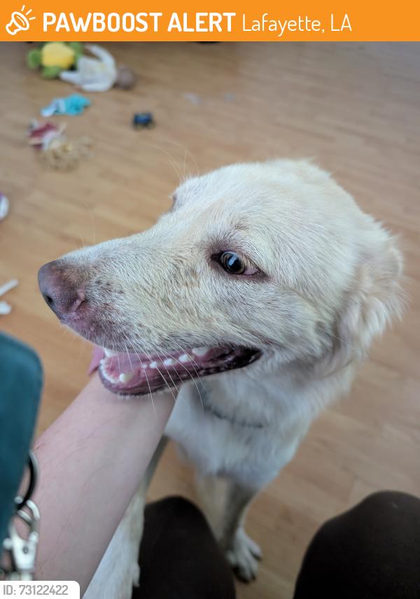 Found/Stray Female Dog last seen University and Cameron st, Lafayette, LA 70500