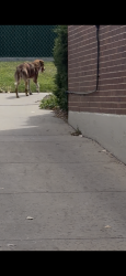 Found/Stray Unknown Dog last seen Regis University Road, Denver, CO 80221