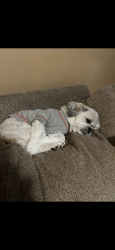 Reunited Female Dog last seen Little Turtle Community Columbus Ohio, Westerville, OH 43081