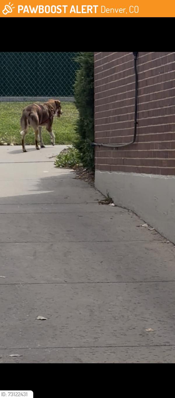 Found/Stray Unknown Dog last seen Regis University Road, Denver, CO 80221