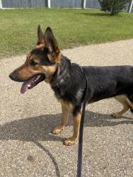 Found/Stray Female Dog last seen Corner of Grove Drive & Century, Spruce Grove, AB 