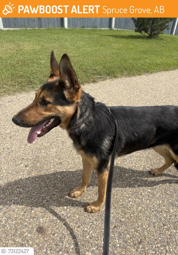 Found/Stray Female Dog last seen Corner of Grove Drive & Century, Spruce Grove, AB 