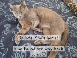 Reunited Female Cat last seen 134th Ave NW and 117th St NW, down from Key Peninsula Hwy, Gig Harbor, WA 98329