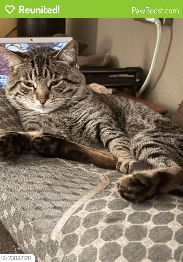 Reunited Male Cat last seen juaquin murieta and cedar blvd newark, ca, Newark, CA 94560
