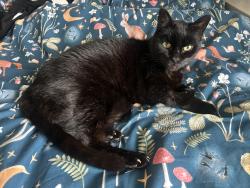 Reunited Male Cat last seen Hazelhurst Road, Greater Manchester, England OL6 9BD