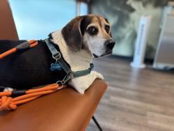 Reunited Male Dog last seen Near Peregrine St, Virginia Beach, VA 23462, USA, Virginia Beach, VA 23462