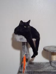 Lost Male Cat last seen Stone and Sons electric in Irondale Alabama, Birmingham, AL 35210