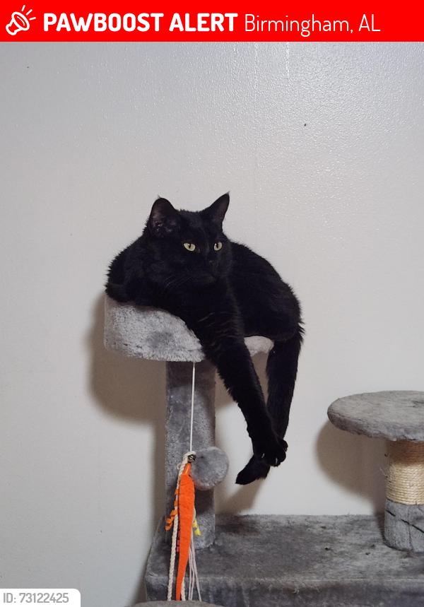 Lost Male Cat last seen Stone and Sons electric in Irondale Alabama, Birmingham, AL 35210