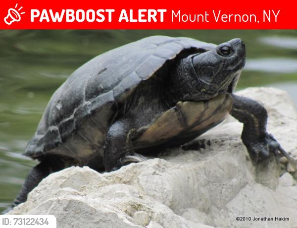 Lost Male Reptile last seen W 3 st, Mount Vernon, NY 10550