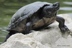 Lost Male Reptile last seen W 3 st, Mount Vernon, NY 10550
