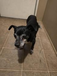 Found/Stray Male Dog last seen Nellis and charleston blvd, Sunrise Manor, NV 89110