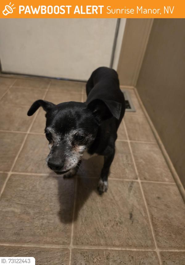 Found/Stray Male Dog last seen Nellis and charleston blvd, Sunrise Manor, NV 89110