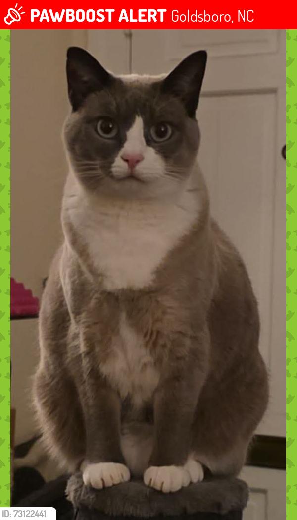Lost Female Cat last seen Jefferson/Peachtree St, Goldsboro, NC 27530