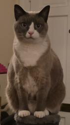 Lost Female Cat last seen Jefferson/Peachtree St, Goldsboro, NC 27530