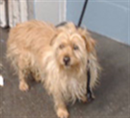 Shelter Stray Male Dog last seen , 11258 Garfield Ave, Downey, CA 90242, USA
