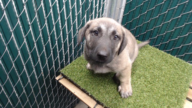 Shelter Stray Male Dog last seen , 11258 Garfield Ave, Downey, CA 90242, USA
