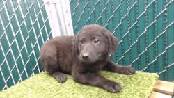 Shelter Stray Female Dog last seen , 11258 Garfield Ave, Downey, CA 90242, USA