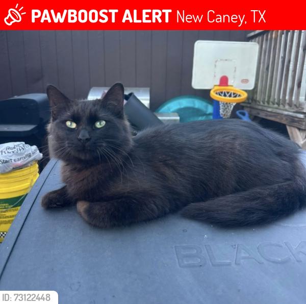 Lost Female Cat last seen Valley ranch, New Caney, TX 77357