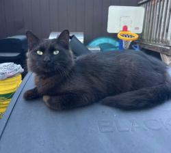 Lost Female Cat last seen Valley ranch, New Caney, TX 77357