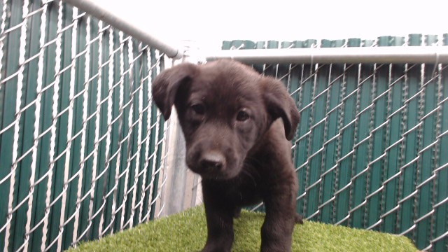 Shelter Stray Female Dog last seen , 11258 Garfield Ave, Downey, CA 90242, USA