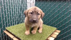 Shelter Stray Female Dog last seen , 11258 Garfield Ave, Downey, CA 90242, USA