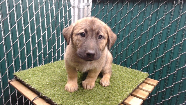 Shelter Stray Female Dog last seen , 11258 Garfield Ave, Downey, CA 90242, USA