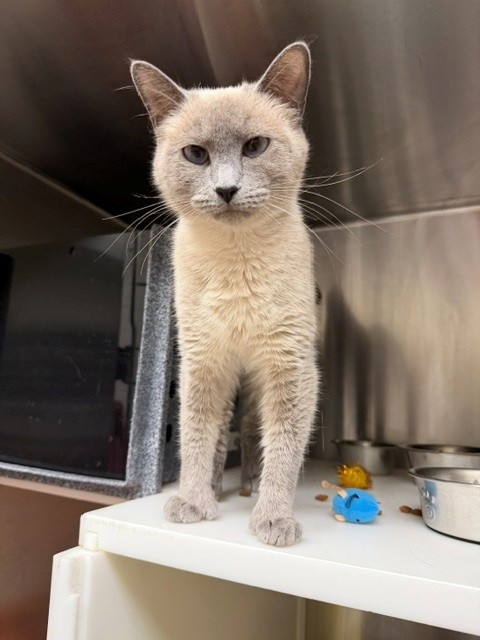 Shelter Stray Female Cat last seen 84TH AND WASHINGTON STREET, 12155 Park Blvd, Brighton, CO 80601, USA