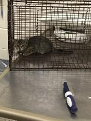 Shelter Stray Female Cat last seen Near BLOCK HURON ST, 12155 Park Blvd, Brighton, CO 80601, USA