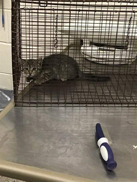 Shelter Stray Female Cat last seen Near BLOCK HURON ST, 12155 Park Blvd, Brighton, CO 80601, USA