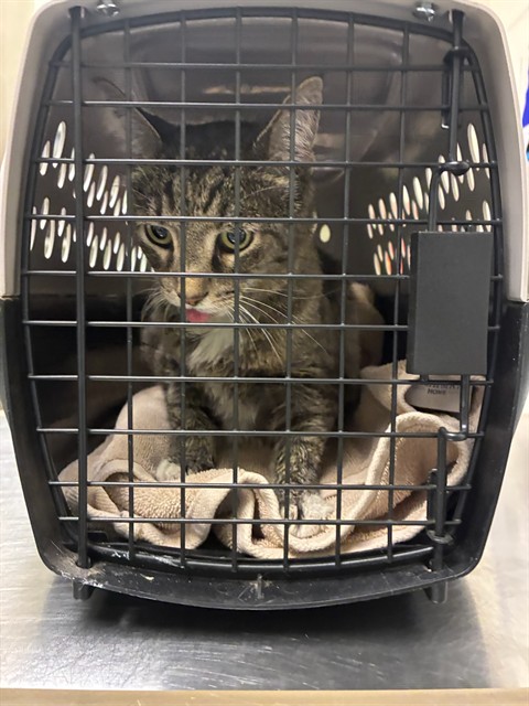 Shelter Stray Male Cat last seen Near BLOCK BANNOCK CIR, 12155 Park Blvd, Brighton, CO 80601, USA