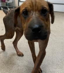 Shelter Stray Male Dog last seen , 1601 Airport Rd, Shelby, NC 28150, USA