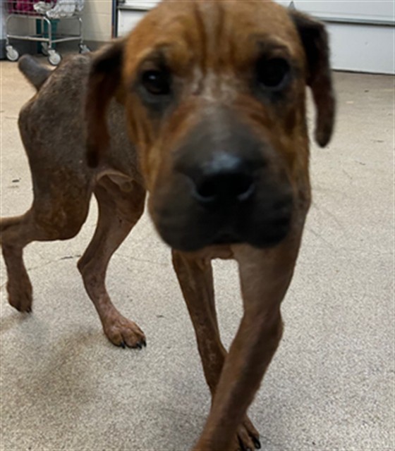 Shelter Stray Male Dog last seen , 1601 Airport Rd, Shelby, NC 28150, USA