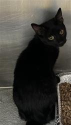Shelter Stray Female Cat last seen MULLINAX, 1601 Airport Rd, Shelby, NC 28150, USA