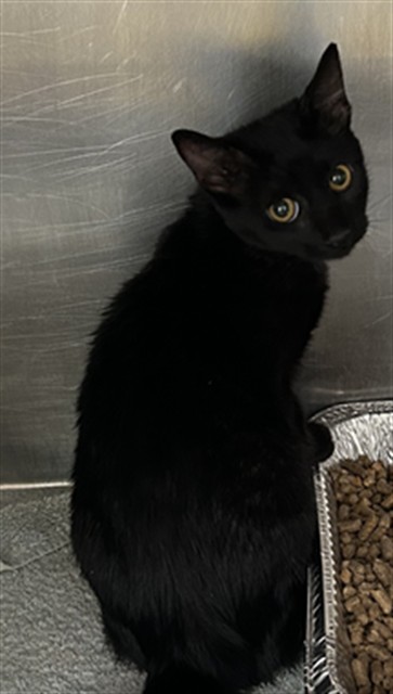 Shelter Stray Female Cat last seen MULLINAX, 1601 Airport Rd, Shelby, NC 28150, USA