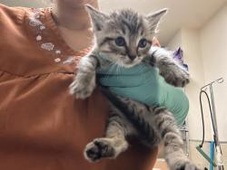 Shelter Stray Unknown Cat last seen Near BLOCK KAREN LN, JURUPA VALLEY CA 92509, 6851 Van Buren Boulevard, Jurupa Valley, CA 92509, USA