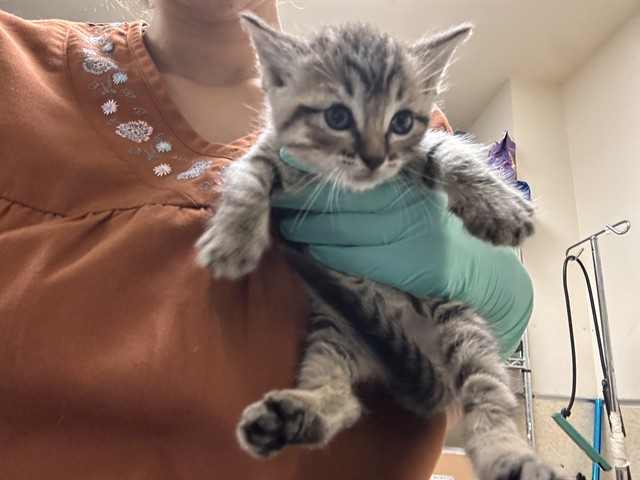 Shelter Stray Unknown Cat last seen Near BLOCK KAREN LN, JURUPA VALLEY CA 92509, 6851 Van Buren Boulevard, Jurupa Valley, CA 92509, USA