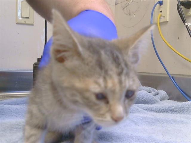 Shelter Stray Female Cat last seen TRENT CT/EMERALD DR, GALT CA 95632, 3839 Bradshaw Rd, Sacramento, CA 95827, USA