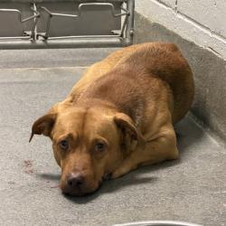 Shelter Stray Male Dog last seen CRAMER RD, 4950 SW Triana Blvd, Huntsville, AL 35805, USA