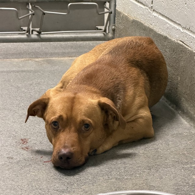 Shelter Stray Male Dog last seen CRAMER RD, 4950 SW Triana Blvd, Huntsville, AL 35805, USA