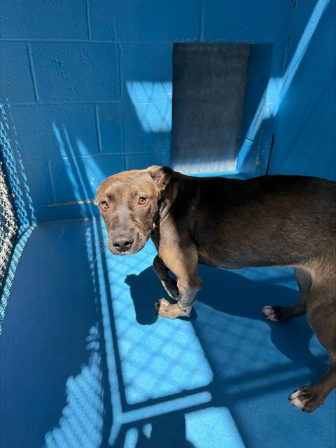 Shelter Stray Female Dog last seen FAIRFAX /NILES BAKERSFIELD, 201 S Mt Vernon Ave, Bakersfield, CA 93307, USA