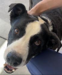 Shelter Stray Male Dog last seen Near BLK GLENRIDGE DR, BAKERSFIELD, CA, 201 S Mt Vernon Ave, Bakersfield, CA 93307, USA