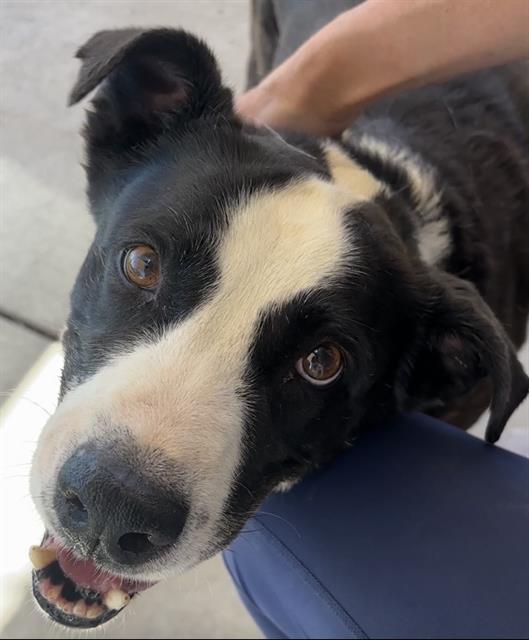 Shelter Stray Male Dog last seen Near BLK GLENRIDGE DR, BAKERSFIELD, CA, 201 S Mt Vernon Ave, Bakersfield, CA 93307, USA