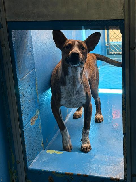 Shelter Stray Female Dog last seen Near BLK MOHAWK ST, BAKERSFIELD CA, 201 S Mt Vernon Ave, Bakersfield, CA 93307, USA