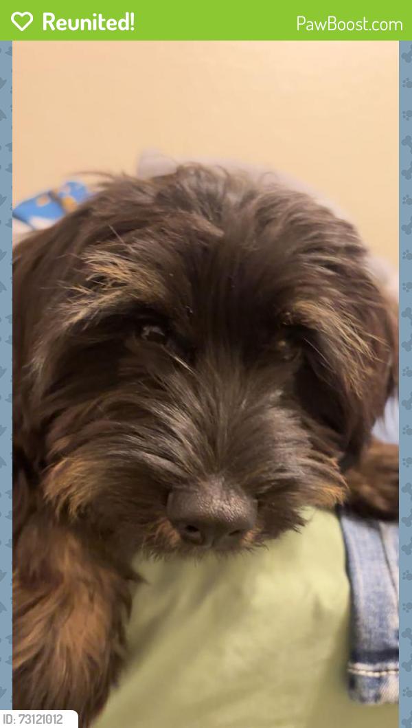 Reunited Male Dog last seen Reems and peoria, Surprise, AZ 85379