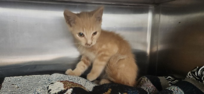 Shelter Stray Male Cat last seen , 11361 W Pico Blvd, Los Angeles, CA 90064, USA
