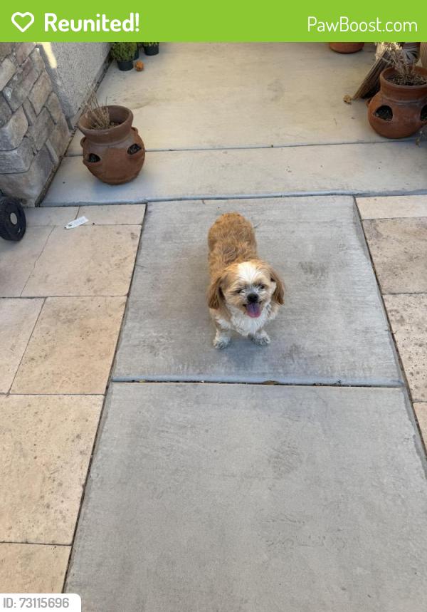 Reunited Male Dog last seen Wide Wing and Pine Warbler, North Las Vegas, NV 89084